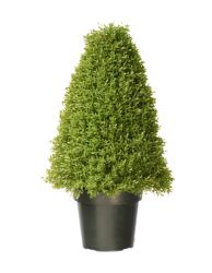 30"" Boxwood Tree w/ Green Pot