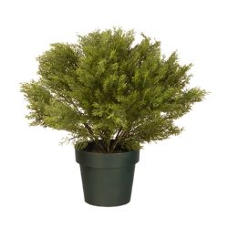 20"" Globe Juniper w/ green Pot