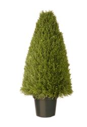 36"" Unpright Juniper w/ Green Pot