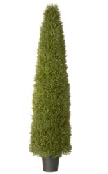 72"" Unpright Juniper w/ Green Pot