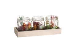 Set of 3 Artificial Mixed Succulent Plants in Glass Jars on Wooden Display Tray 9.25""